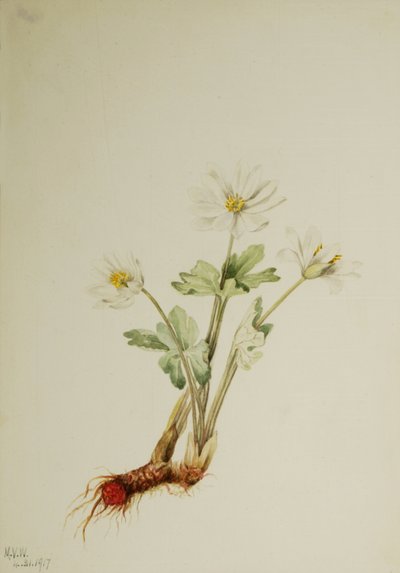 Bloodroot Sanguinaria canadensis by Mary Vaux Walcott