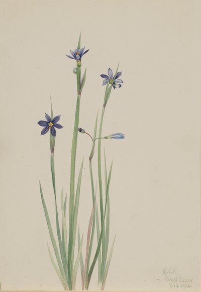 Blue-eyed-grass (Sisyrinchium Angustifolium) by Mary Vaux Walcott