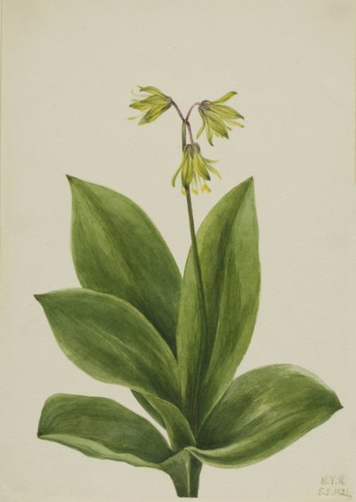Blue Bead Clintonia borealis, 1924 by Mary Vaux Walcott