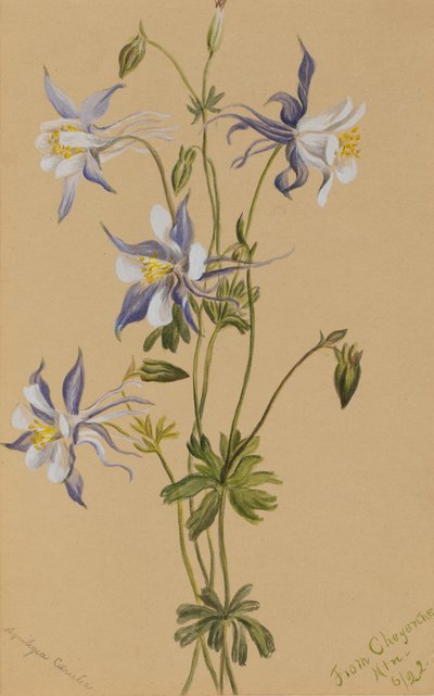 Blue Columbine (Aquilegia caerulea) by Mary Vaux Walcott