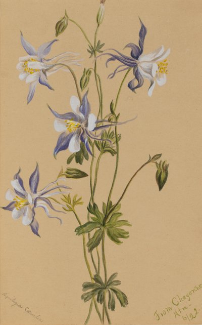 Blue Columbine Aquilegia caerulea by Mary Vaux Walcott