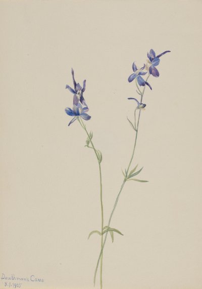 Blue Larkspur (Delphinium Nuttallianum) by Mary Vaux Walcott
