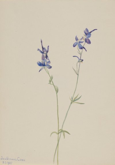 Blue Larkspur by Mary Vaux Walcott
