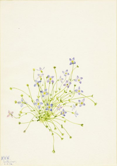 Bluets by Mary Vaux Walcott
