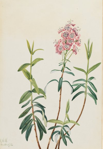Bog Kalmia by Mary Vaux Walcott