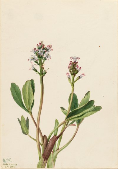 Bogbean Menyanthes trifoliata by Mary Vaux Walcott