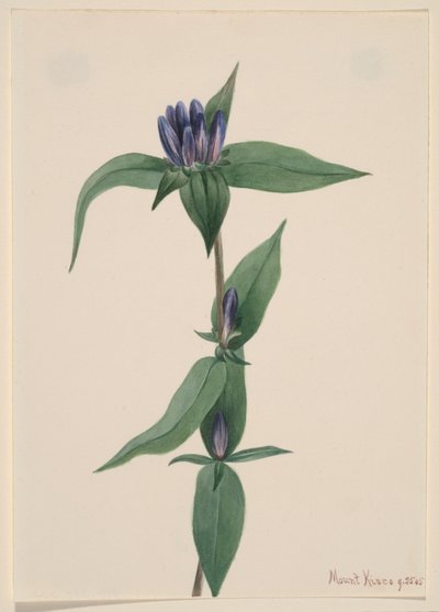 Bottle Gentian Gentiana saponaria, 1905 by Mary Vaux Walcott