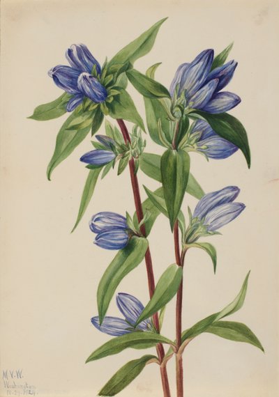Bottle Gentian Gentiana saponaria by Mary Vaux Walcott