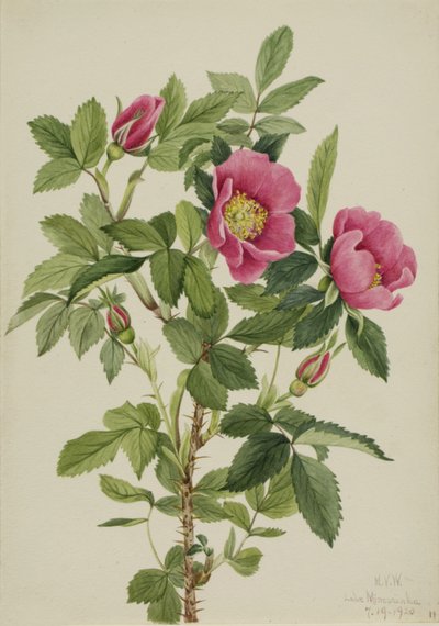 Bourgeau Rose Rosa bourgeauiana, 1920 by Mary Vaux Walcott
