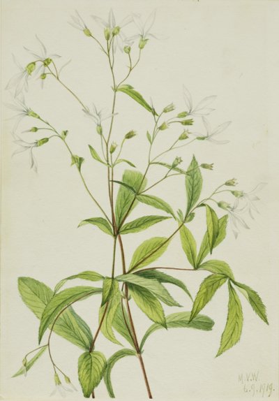 Bowmansroot Porteranthus trifoliatus by Mary Vaux Walcott