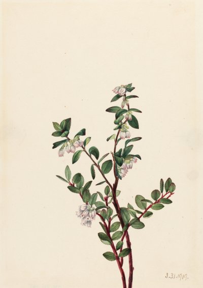 Box Huckleberry by Mary Vaux Walcott