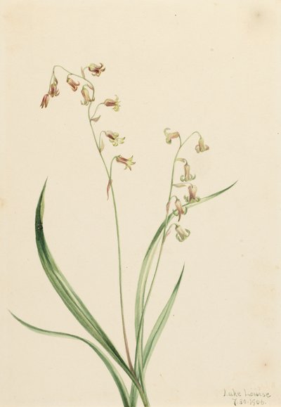 Bronzebells Stenanthium occidentale by Mary Vaux Walcott