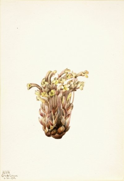 Broomrape Orobanche fasciculata, 1933 by Mary Vaux Walcott