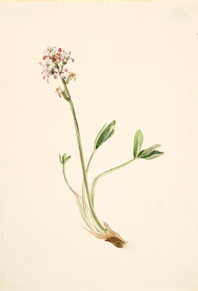 Buckbean, ca. 1900-1920 by Mary Vaux Walcott