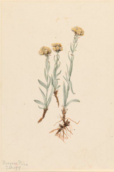 Buff Pussytoes Antennaria luzuloides by Mary Vaux Walcott