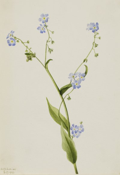 Bur-forget-me-not Lappula Diffusa by Mary Vaux Walcott