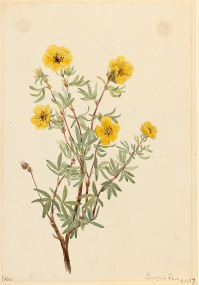 Bush Cinquefoil Potentilla fruticosa, 1917 by Mary Vaux Walcott