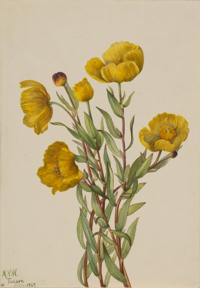 Bushpoppy Dendromecon Rigidum by Mary Vaux Walcott