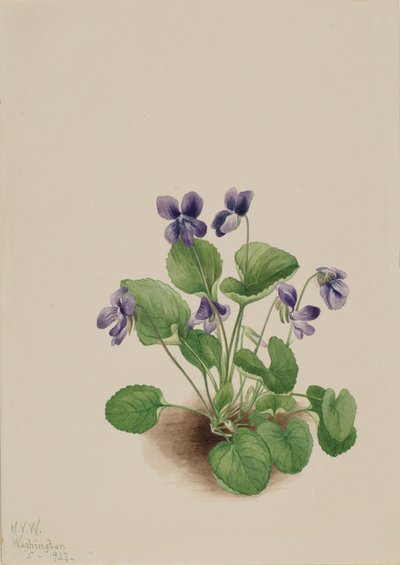 Butterfly Violet Viola Papilionacea by Mary Vaux Walcott