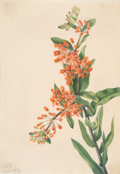 Butterfly Weed Asclepias tuberosa, 1919 by Mary Vaux Walcott