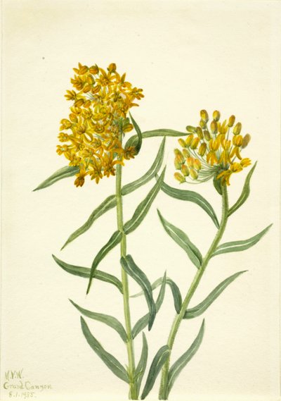 Butterfly Weed, 1935 by Mary Vaux Walcott