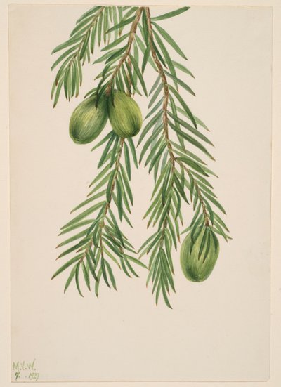 California Nutmeg by Mary Vaux Walcott