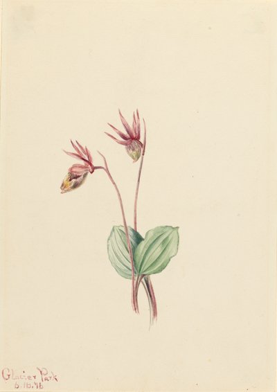 Calypso Cytherea bulbosa by Mary Vaux Walcott