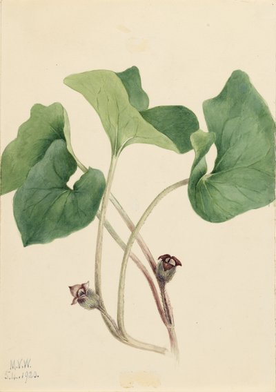 Canada Wild Ginger by Mary Vaux Walcott