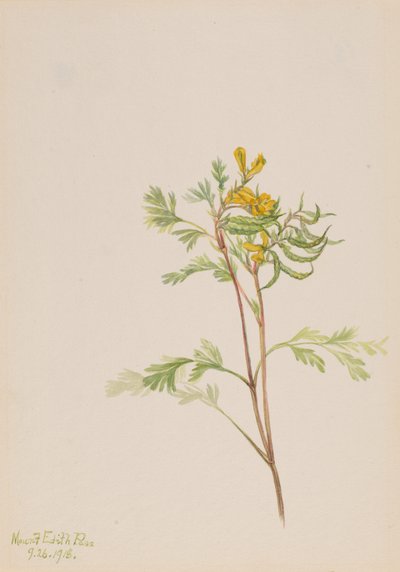 Capnoides Aureum by Mary Vaux Walcott