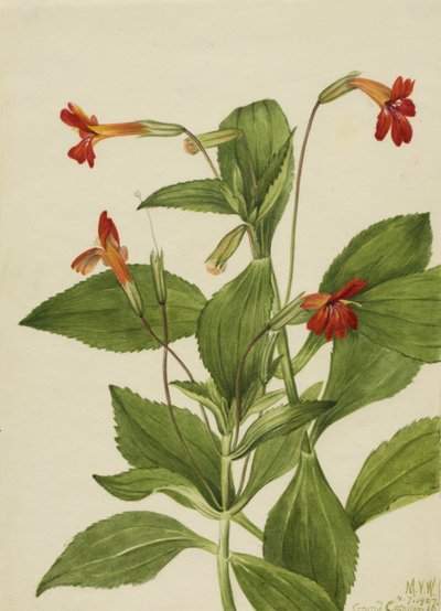 Cardinal Monkey Flower Mimulus cardinalis by Mary Vaux Walcott