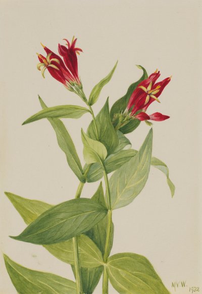 Carolina Pink Spigelia marylandica by Mary Vaux Walcott