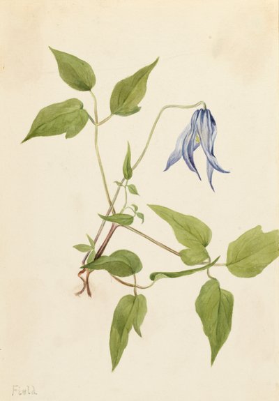 Columbia Clematis Clematis Columbiana by Mary Vaux Walcott