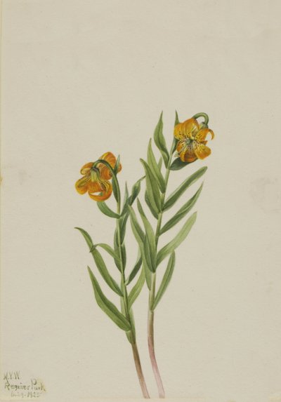 Columbia Lily, 1925 by Mary Vaux Walcott