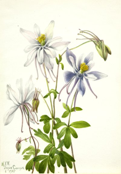 Columbine by Mary Vaux Walcott