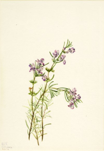 Conradina Verticillata by Mary Vaux Walcott