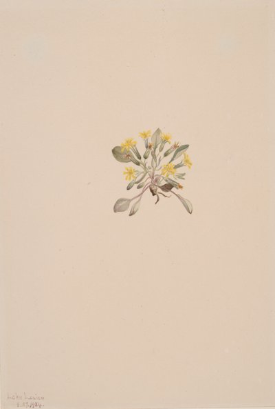 Crepis Elegans, 1904 by Mary Vaux Walcott
