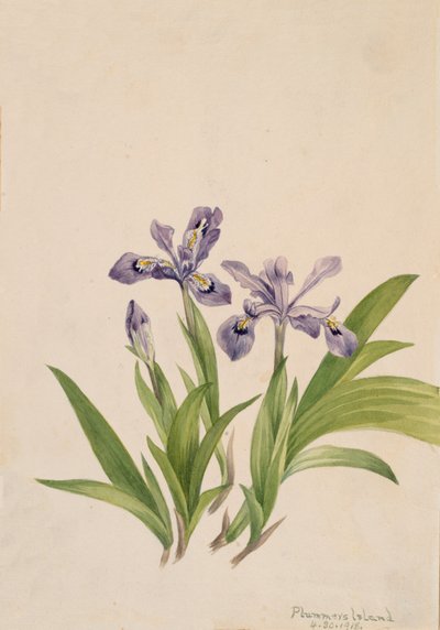 Crested Iris Iris cristata by Mary Vaux Walcott