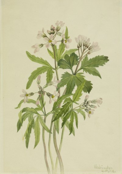 Cut Toothwort Dentaria Laciniata, 1918 by Mary Vaux Walcott