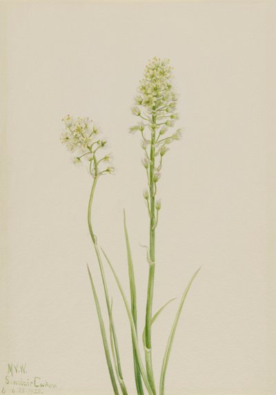 Death Camas Zygadenus Venenosus, 1923 by Mary Vaux Walcott