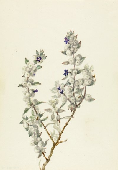 Death Valley Sage by Mary Vaux Walcott