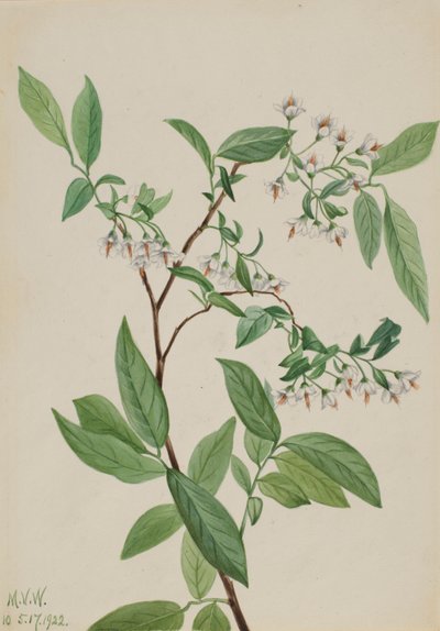 Deerberry, 1922 by Mary Vaux Walcott