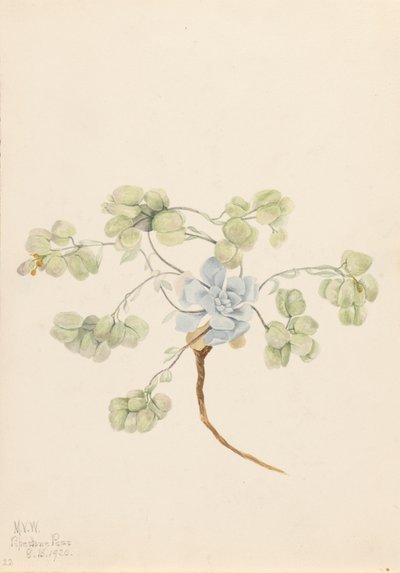 Double Bladderpod Physaria didymocarpa by Mary Vaux Walcott