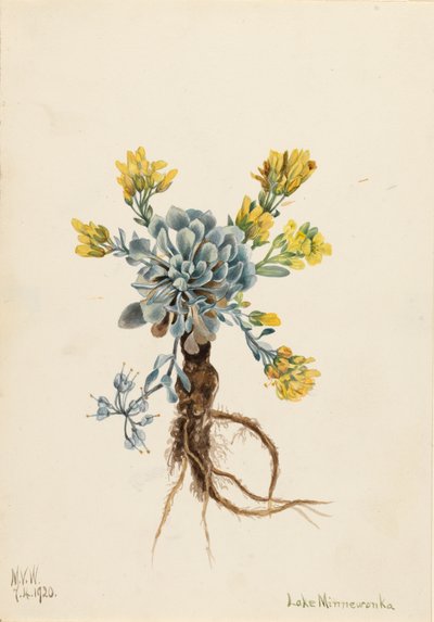 Double Bladderpod Physaria didymocarpa by Mary Vaux Walcott