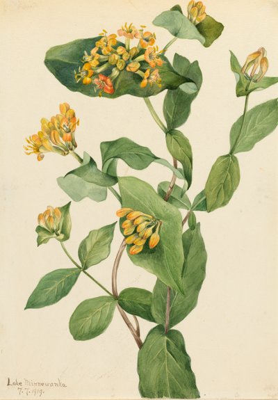 Douglas Honeysuckle Lonicera glaucescens by Mary Vaux Walcott