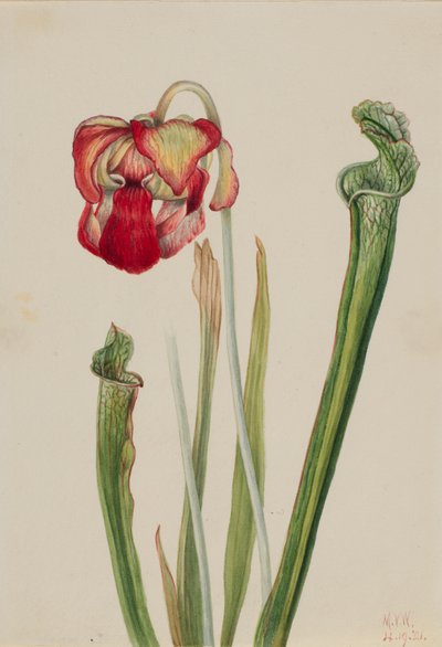Drummond Pitcherplant Sarracenia drummondii by Mary Vaux Walcott