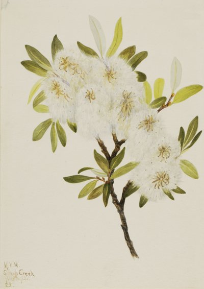 Drummond Willow Salix drummondiana by Mary Vaux Walcott