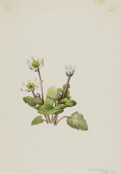 Elkslip Caltha leptosepala by Mary Vaux Walcott