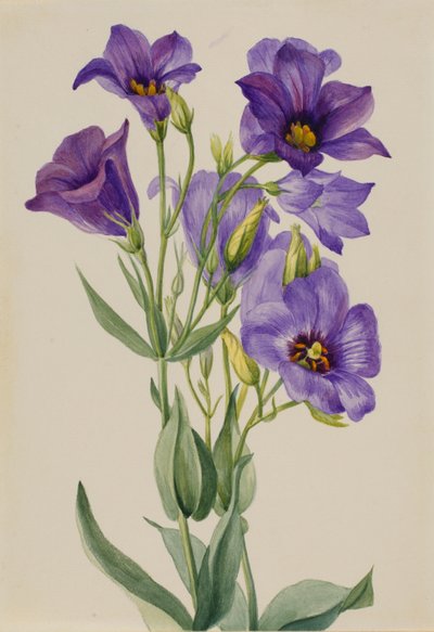 Eustoma russelianum by Mary Vaux Walcott
