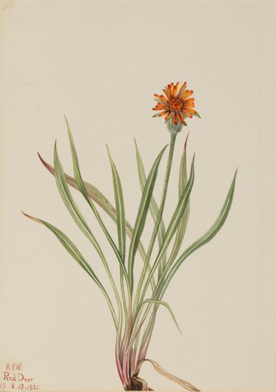 False Dandelion Agoseris aurantiaca by Mary Vaux Walcott