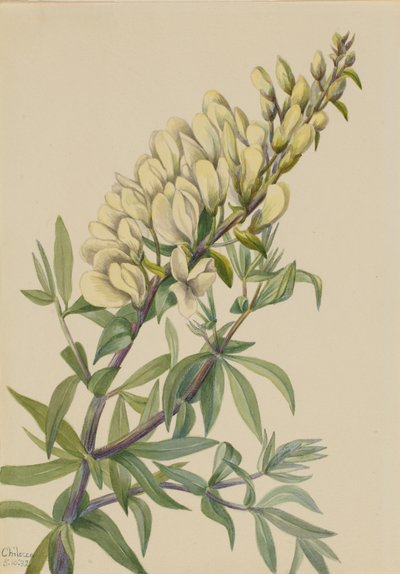 False Indigo Baptista bructeata by Mary Vaux Walcott